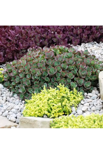 Очиток низькорослий Лайм Зінгер в ландшафті